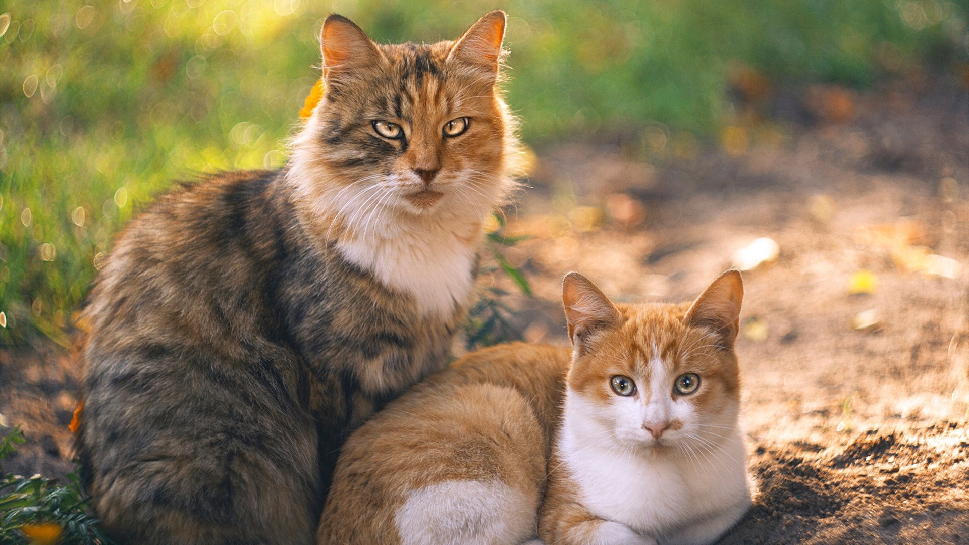 平民逆袭,阿隆索如何率索伯打破红牛统治的铁幕