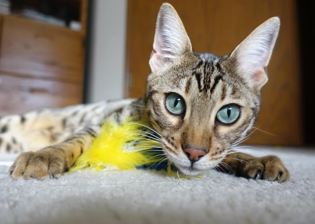 从半空坠落的点球，到刺穿北欧坚冰，坎特燃烧的非典型逆转