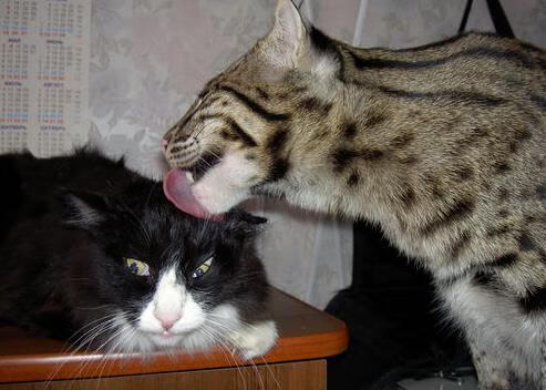 决定性的九十一秒，戈贝尔如何让时间在美加墨世界杯之夜静止