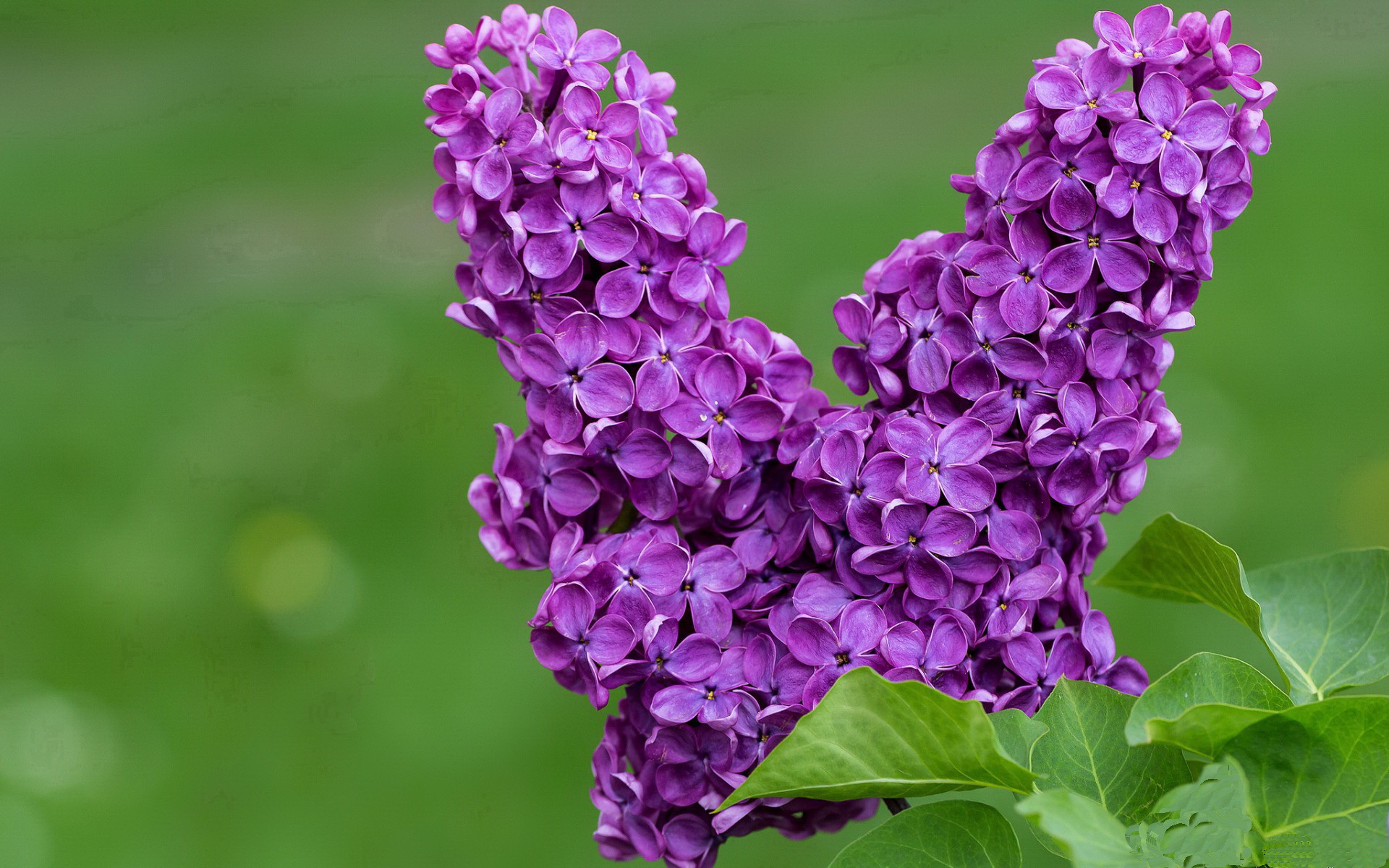 战场再现，辽宁队上演现实版辽沈战役翻盘勇士，切特表现堪称教科书级演绎