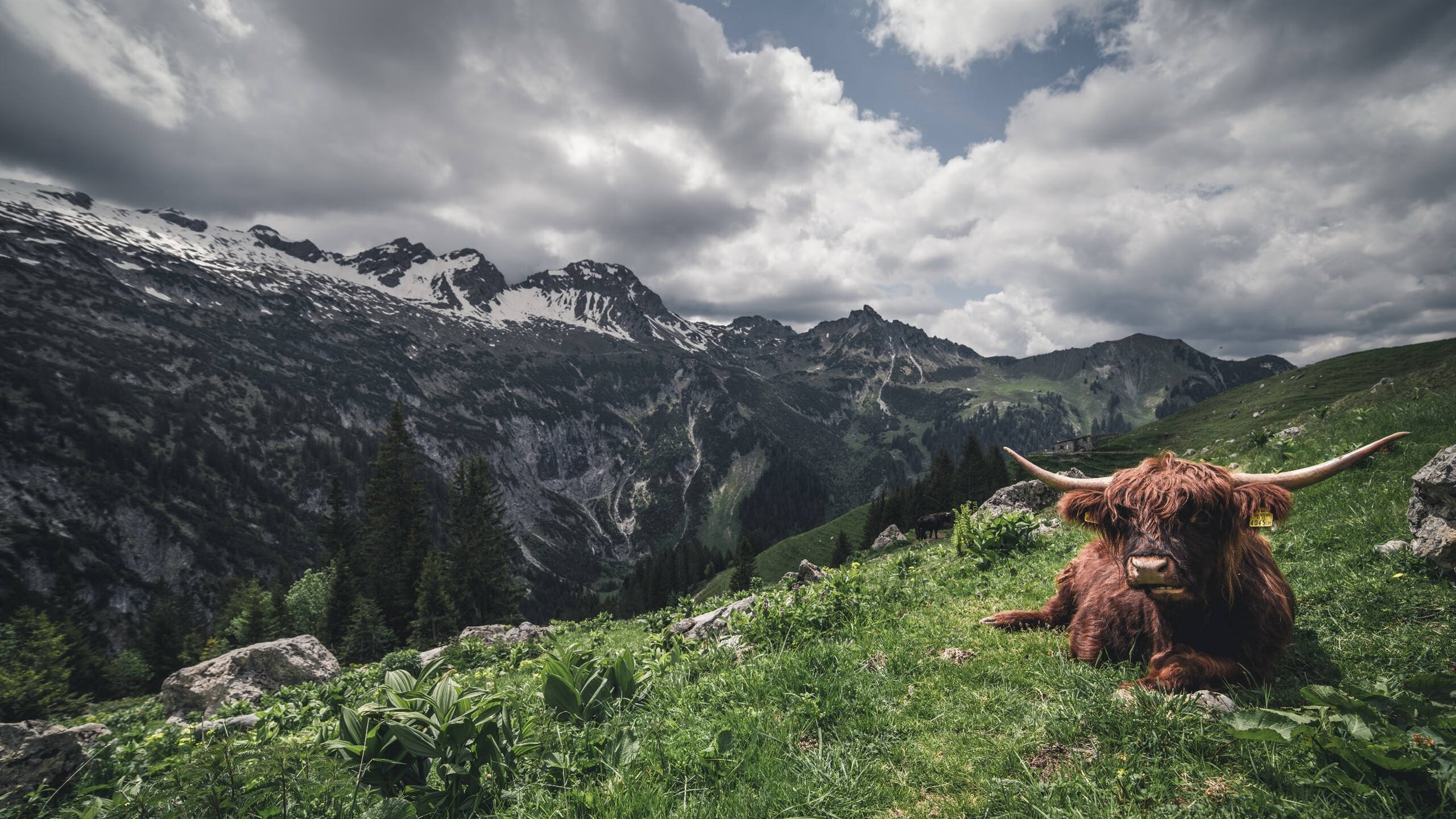 西甲国家德比之夜，当绿茵星辰相遇时，塔图姆跨界惊艳四座