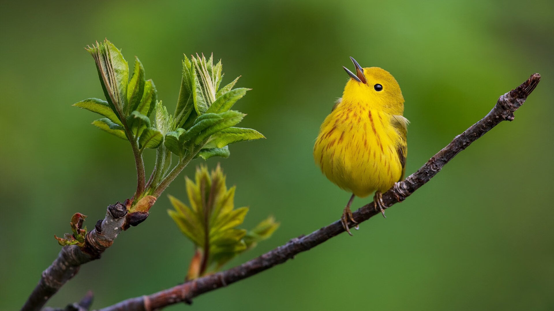 奥运资格赛的终场哨声，荷兰男排斩断秘鲁16年奥运梦