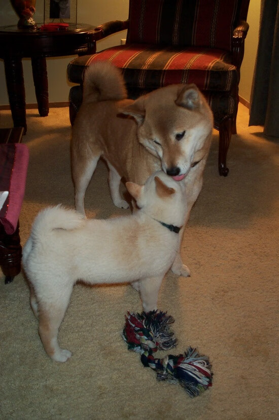 跨界交锋，当欧冠淘汰赛氛围降临NBA，雷霆如何收割凯尔特人？