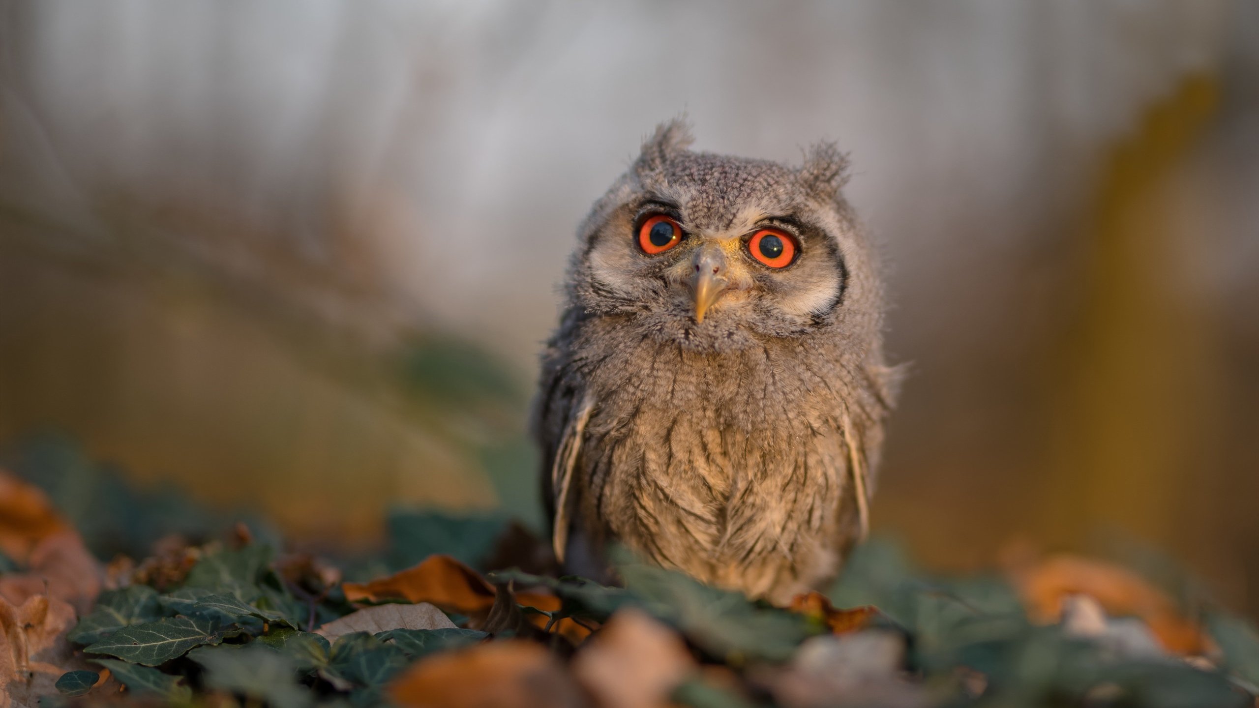 硬仗图谱，从金斯敦硬地到伯纳乌草皮，血性如何跨越经纬度？